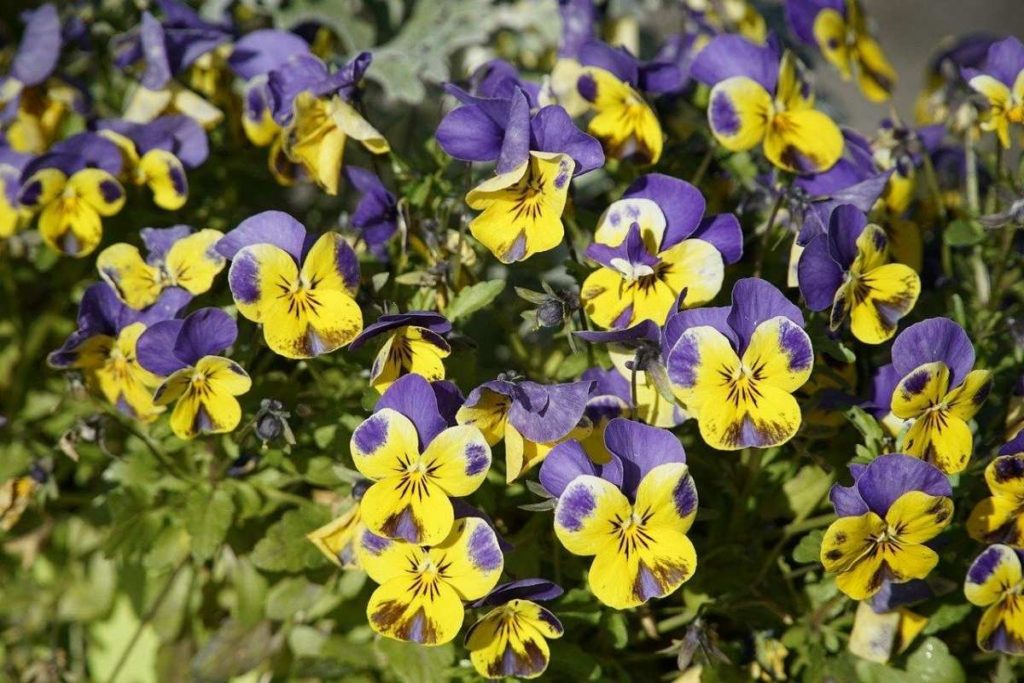 Violas are colorful flowering perennials with blooms in a rainbow of colors.